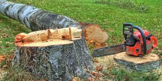 How Our Tree Care Process Works  in  Terra Bella, CA