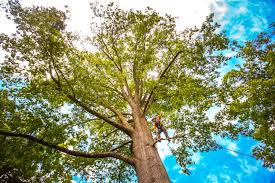 Best Tree Disease Treatment  in Terra Bella, CA
