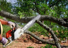Best Tree Health Inspection  in Terra Bella, CA
