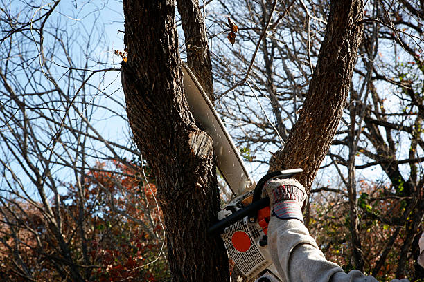 Best Utility Line Clearance  in Terra Bella, CA