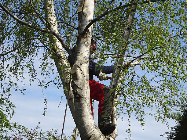 Professional Tree Care in Terra Bella, CA