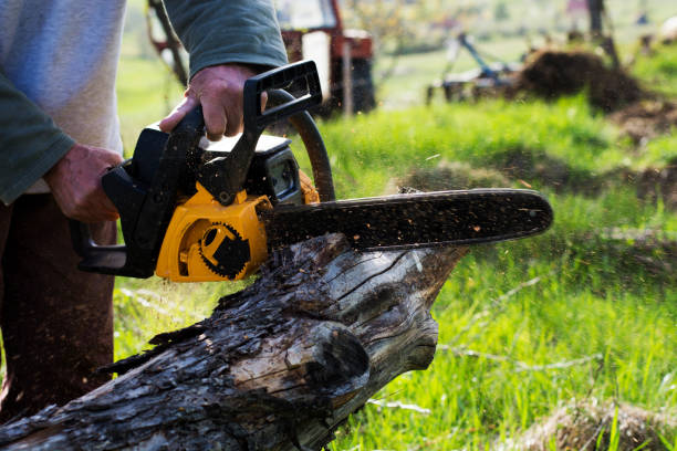 Best Emergency Tree Removal  in Terra Bella, CA