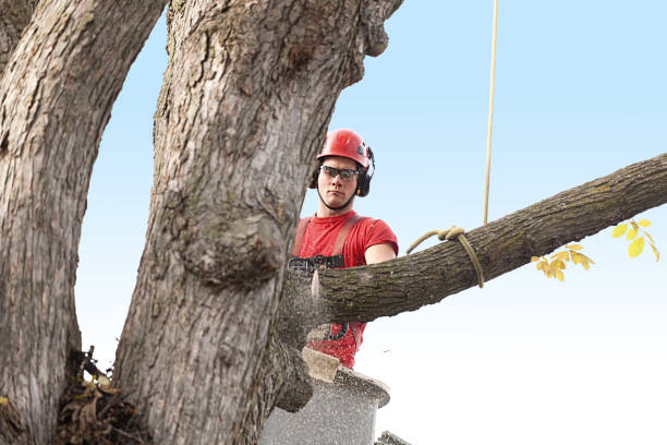 Best Tree Trimming and Pruning  in Terra Bella, CA